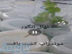 فروش نهال انگور موندراپ کشت بافتی   