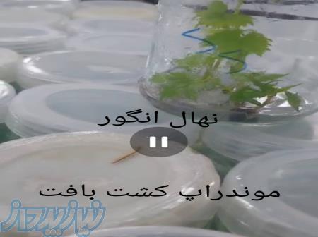 فروش انگور موندراپ کشت بافت با لیبل هر نهال یک لیبل گواهی ثبت وبذر 