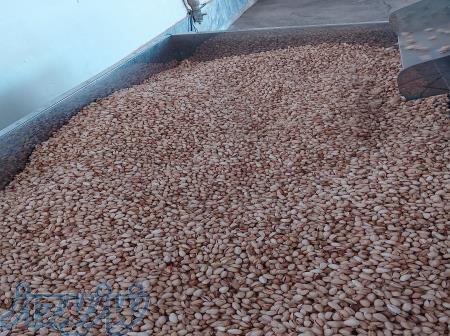 فروش پسته ارگانیک دامغان 