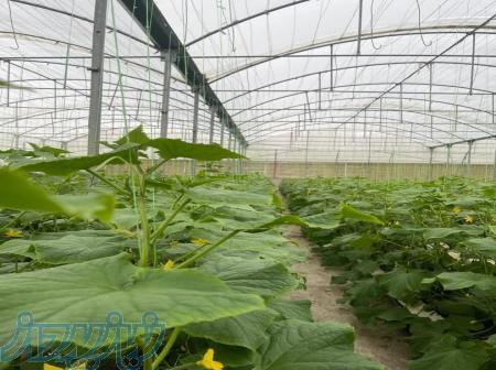 کارگر گلخانه 