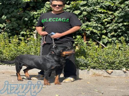 اکادمی و فروشگاه سگهای گارد نگهبان و محافظ سگهای پلیس اروپا 