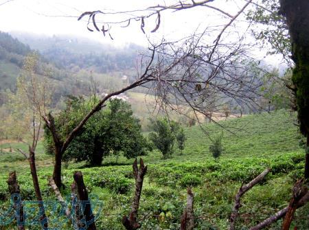 بومگردی بکر 