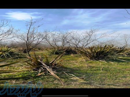 زمین قابل ساخت شهرکی جنگلی شرایط نقدواقساط 