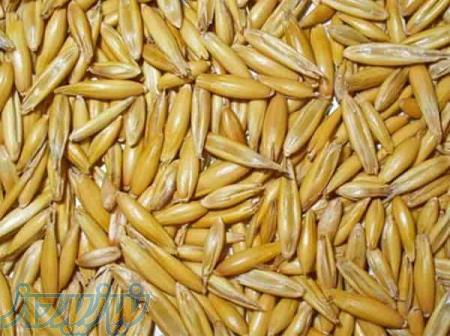 واردات ،تهیه و توزیع نهاده های دامی 