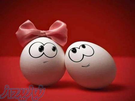 کارتن و شانه تخم مرغ 