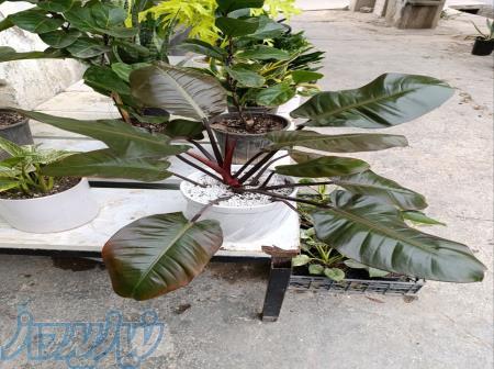 فروش انواع گل آپارتمانی کاکتوس 