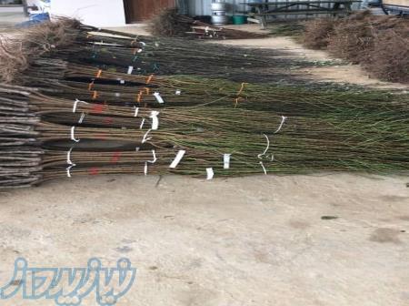 فروش نهال پایه رویشی لیبل آبی 