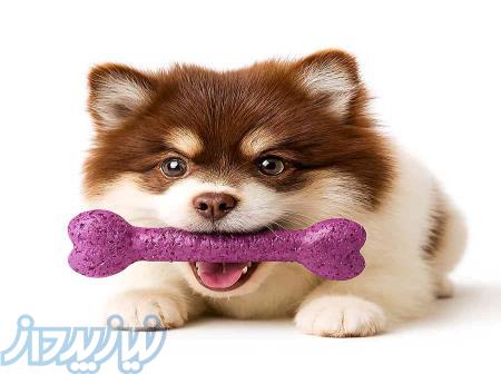 پت شاپ اینترنتی دم تکون ارائه دهنده وسایل نگه داری سگ و گربه 