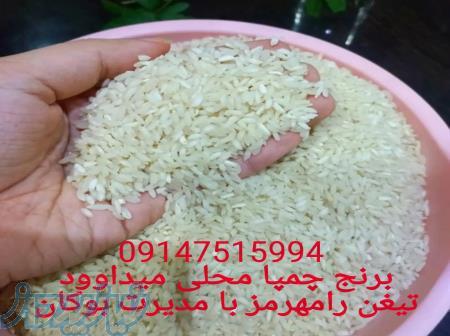برنج چمپا محلی میداوود تیغن رامهرمز