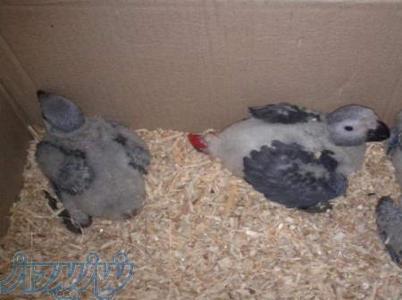 فروش اینترنتی پرندگان خانگی 