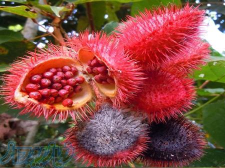 رنگ نارنجی خوراکی و طبیعی آناتو مخصوص آرد سوخاری 