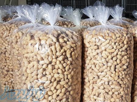 انواع بادام زمینی: بازرگانی بادرام 