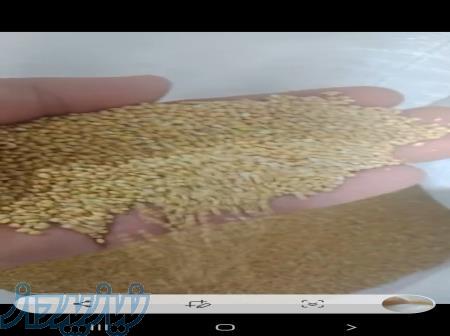 ارزن درشت خارجی 