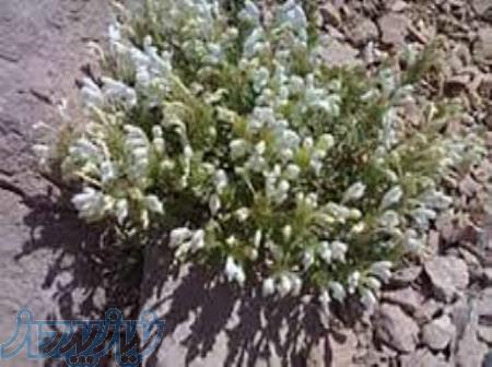 انواع طعم دهنده سوهان و گزسازی 