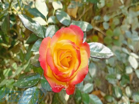 هنرهای زیبایی 