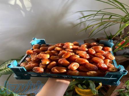 فروش قصبک تازه 