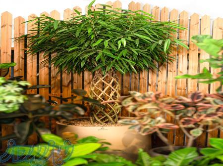 طراحی و اجرای فضای سبز، روف گاردن، تراس گاردن 