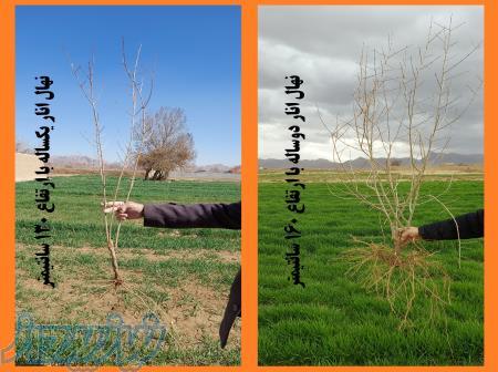 فروش نهال انار دانه مشکی 