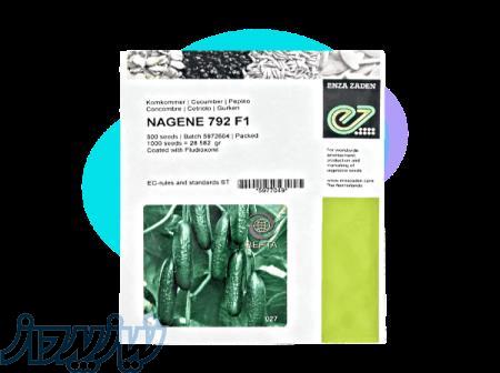 بذر خیار ناگین هلند - کیفیت تضمینی 