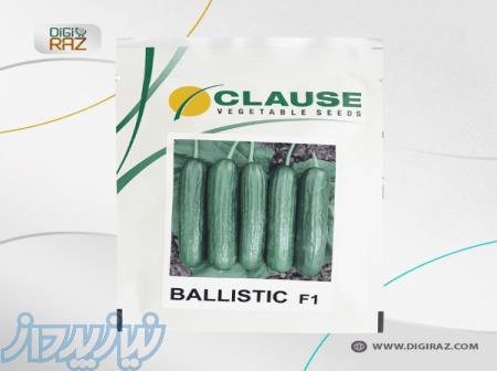 بذر خیار گلخانه ای بالستیک (Ballistic ) - شرکت کلوز فرانسه 