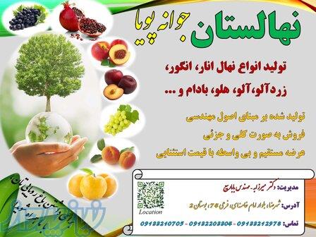 فروش نهال انواع درختان میوه 