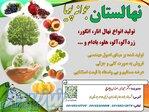 فروش نهال انواع درختان میوه 