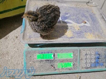 بلدرچين 22روزه 120گرمی نر ماده مشخص 