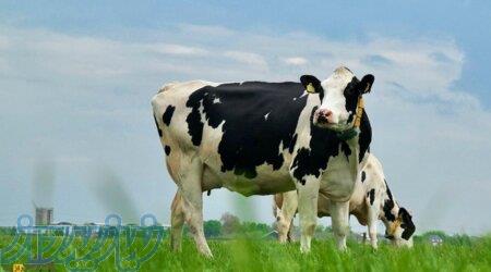 خریدار شیرخام  و پرمیت با جدیدترین قیمت مصوب