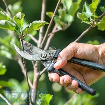 هرس کردن درختان میوه و انگور 