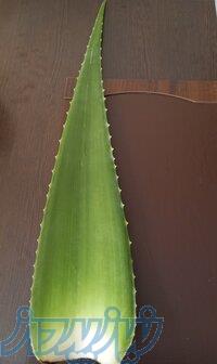 خریدبرگ الوئه ورا 