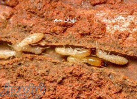 سمپاشی منازل وصنایع در اراک با مجوز رسمی وزارت بهداشت 