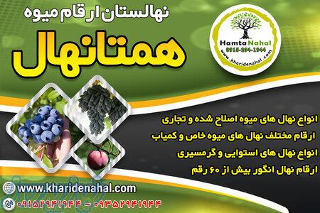 فروش نهال میوه پیوندی اصلاح شده 