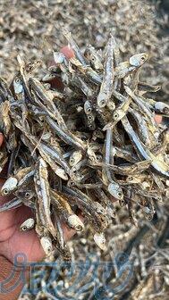 فروش ماهی خشک و پودر ماهی جنوب