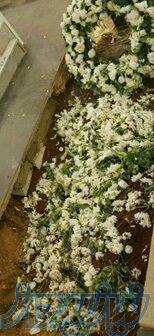 قبر۴۳ساله در بهشت زهرا 