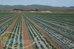 نوارآبیاری قطره ای tape