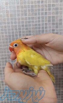 جوجه کوتوله برزیلی 