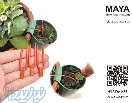 گیره نشاء توت فرنگی 
