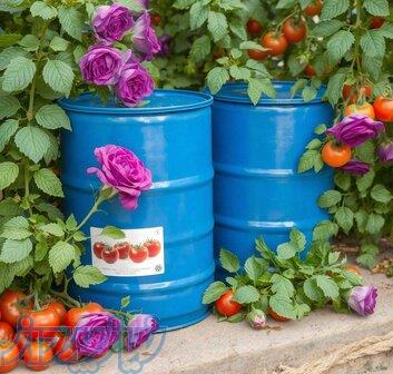 بهترین کارخانه رب گوجه عمده برای صادرات 2026