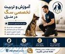 مربی سگ در ساری  آموزش تخصصی سگ   آموزش و تربیت سگ 