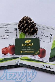بذر گوجه بریویو؛ انتخابی مطمئن برای کشاورزان حرفه‌ای 