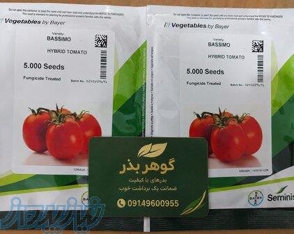 بذر گوجه‌فرنگی باسیمو؛ انتخابی مطمئن برای برداشت پربار و محصولی بازارپسند 