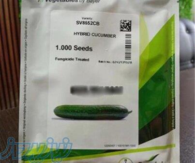 بذر خیار SV8552CB؛ انتخابی حرفه‌ای برای تولید محصول باکیفیت 