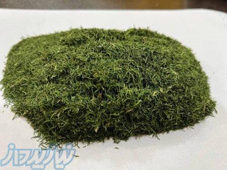 خرید شوید خشک عمده   قیمت روز شوید خشک کیلویی 