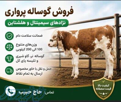 فروش ویژه انواع گوساله سیمینتال نر و ماده 