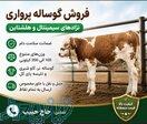 فروش ویژه انواع گوساله سیمینتال نر و ماده 