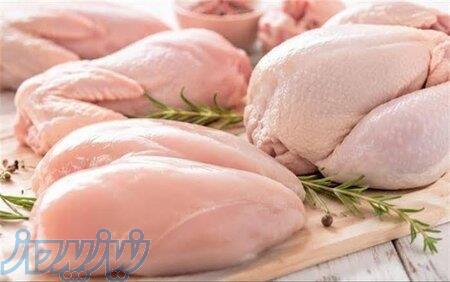فروش مرغ جگر شنیسل صادراتی منجمد بالاترین کیفیت 