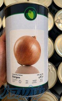    بذر پیاز زرگان 