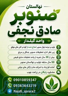 بهترین نهال صنوبر سریع رشد 