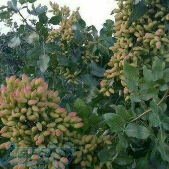 مشاور باغات پسته 
