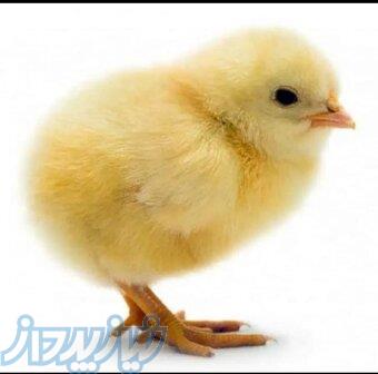 جوجه یک روزه نژاد گوشتی راس 